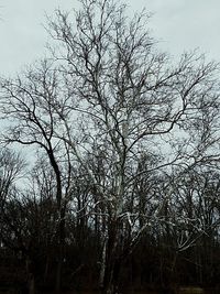 Bare trees against sky