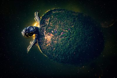 Close-up of turtle swimming in sea