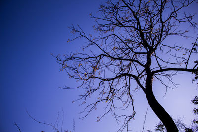 Low angle view of bare tree against clear blue sky