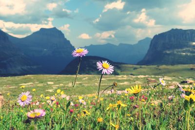Close-up of flowering plants on field against mountains