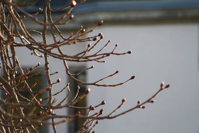 Close-up of twig