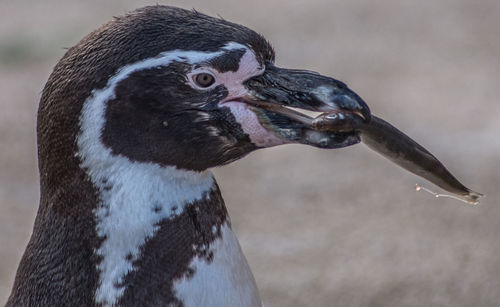 Close-up of a bird