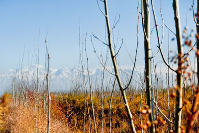 Close-up of dry grass on field against clear sky