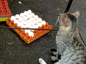 High angle view of tabby cat sitting by eggs in crate on wet street