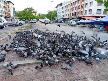 Pigeons on street in city