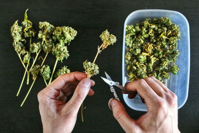 Close-up of hand holding flowers