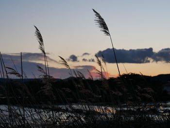 Close-up of grass on field against sky during sunset