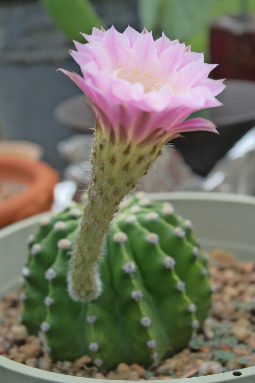 flower, freshness, focus on foreground, close-up, fragility, plant, growth, potted plant, petal, indoors, selective focus, leaf, flower head, nature, beauty in nature, stem, pink color, single flower, bud, cactus