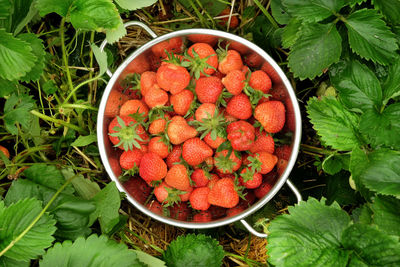 Directly above shot of strawberries in bowl