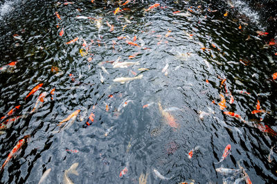 High angle view of koi carps swimming in lake