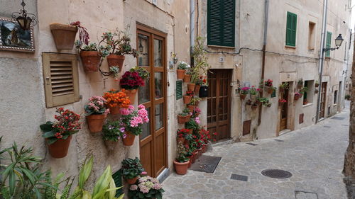 Potted plants on footpath against building