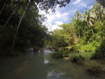 Scenic view of river amidst trees in forest against sky