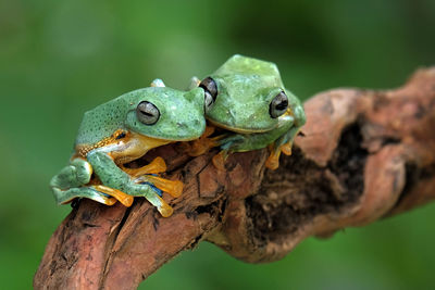 Close-up of frog on branch