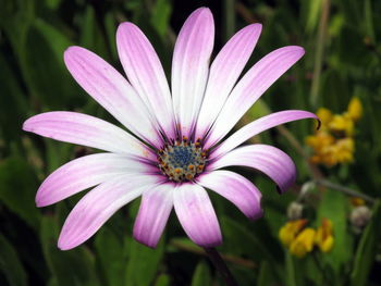 Close-up of osteospermum blooming outdoors
