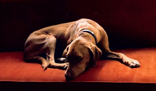 Close-up of dog sleeping on sofa