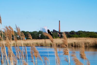 Scenic view of lake against clear blue sky