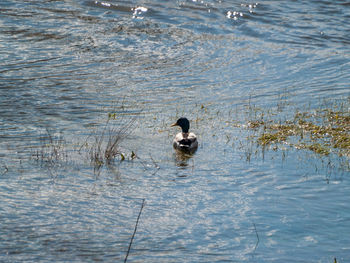 Ducks swimming in lake