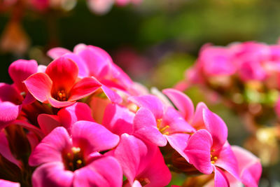 Close-up of pink flowering plant