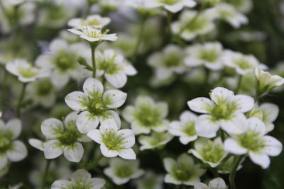 Close-up of white flowering plants