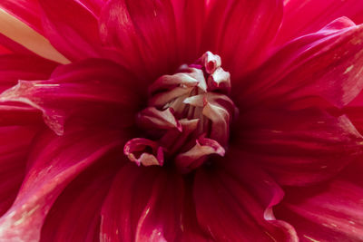 Close-up of red dahlia