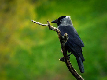 Close-up of bird perching on a branch