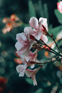 Close-up of pink cherry blossoms