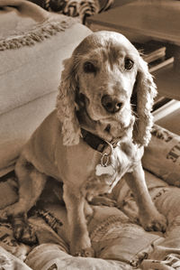 Portrait of dog sitting on bed