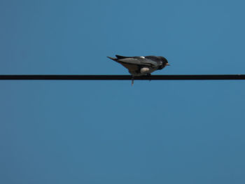 Low angle view of bird perching on cable
