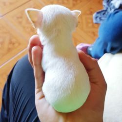 Close-up of hand holding rabbit