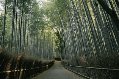 Footpath amidst trees in forest