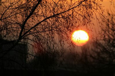 Silhouette bare tree against orange sky