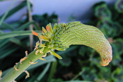 Close-up of insect on plant