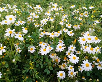 High angle view of white daisy flowers on field