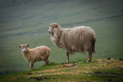 Sheep on field