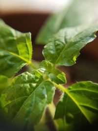 Close-up of fresh green plant