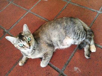 High angle view of cat