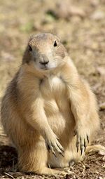 animal