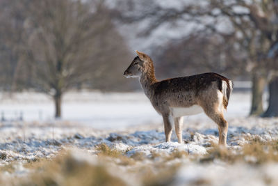 Deer standing on land during winter