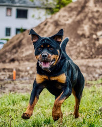 Portrait of black dog on field