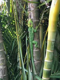 Close-up of frog on plant