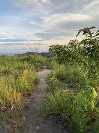 Plants growing on land against sky