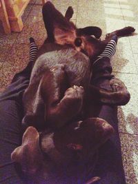 domestic animals