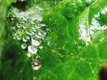 Full frame shot of wet plant