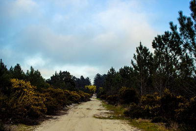 Dirt road amidst trees against sky
