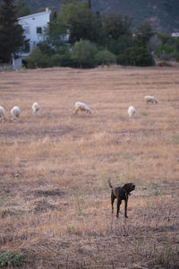 Sheep in a field