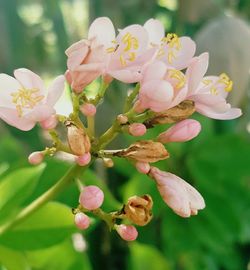 Close-up of pink flowers