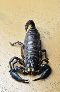 High angle view of insect on floor