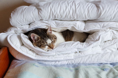 High angle view of cat resting on bed