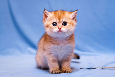 Funny kitten british breed golden color sits and stares at the camera