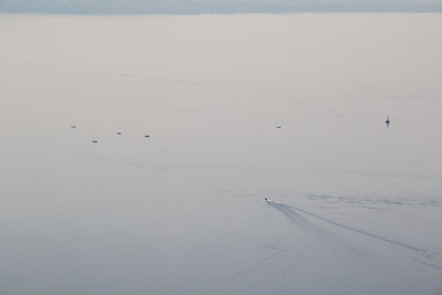 Birds in calm water